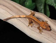 baby-pin-stripe-crested-gecko-Mi83c.jpg