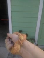 albino bullsnake (3).jpg