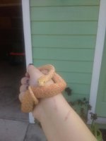 albino bullsnake (2).jpg