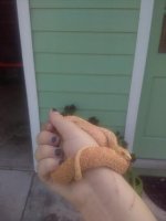 albino bullsnake.jpg