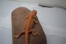 HTL Male from VxN.jpg