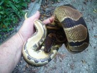 6-Proven breeder het Pied male #86 1000 gm $125.00.jpg