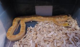 scaleless everglades.jpg