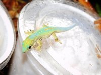 roberts holdback male.jpg