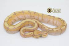 16BananaSpiderF16213-70g.jpg