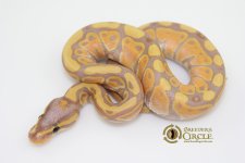 16BananaF16214-70g.jpg