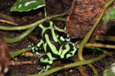 Auratus.jpg Auratus.jpg