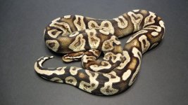 1000g pastel GHI Male 1.jpg