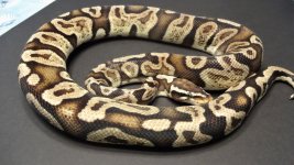 1000g pastel Ghi male 2.jpg