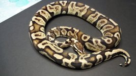 1000g Pastel GHI Male.jpg