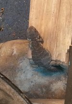 Uromastyx2016.jpg