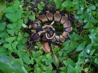 42-2016 66% possible het Pied male #1 80 gm $25.00.jpg