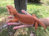 female hypo 100% het trans pos wits.jpg