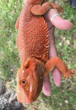 male hypo trans pos het wits.jpg