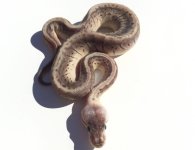 1.0 Pewter Pin.jpg