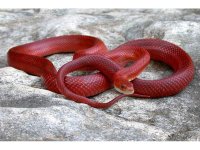 bloodred-a.jpg