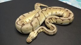 800g Bumble Bee Female 3.jpg