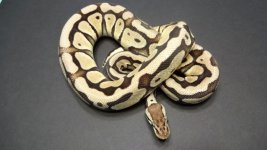 500g Desert Pastel Female 3.jpg