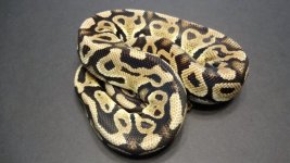 500g pastel fader male 2.jpg