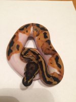 Pied.jpg