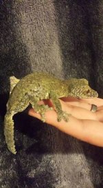 female 2(2).jpg