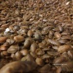 new small dubia pic 1 group.jpg