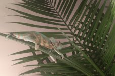 Cham_chilling.jpg