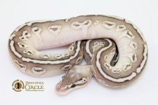 16PastelSoulSuckerPossSacredF16142-75g.jpg