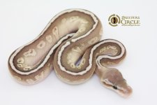 16SoulSuckerM16164-70g.jpg