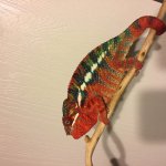 IMG_2603.jpg