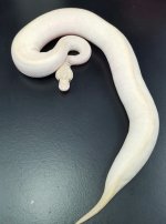 ivory 42-04.jpg