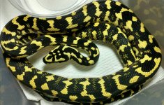 hareleary8-16.jpg