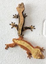 pair.jpg