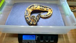 Pied BP LW 01.jpg