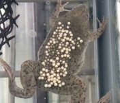 pipa with eggs.jpg