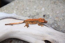 DSC_0428.jpg