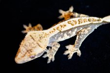 DSC06541.jpg