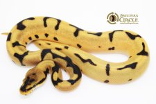 16LeopardOrangeDreamYellowbellyWomaPossSuperLeopardM16378-65g.jpg