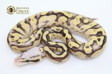16SuperVanillaCitrusPastelYellowbellyF16242-60g.jpg