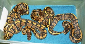 Yellow Belly 66% Het Pied Clutch 001.jpg