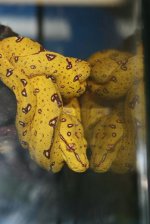 Biak Green Tree Python.JPG