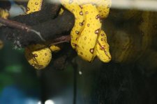Biak Green Tree Python 02.JPG