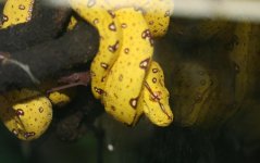 Biak Green Tree Python 03.jpg