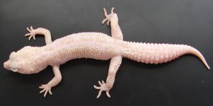 ss_enigma_het_raptor.jpg