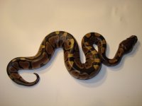 snakes are racist too 025.jpg
