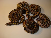snakes are racist too 033.jpg