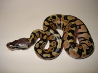snakes are racist too 012.jpg