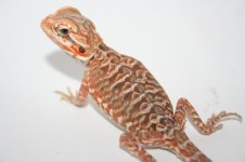 Red Italian Silkback Poss double het.jpg