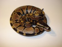 snakes are racist too 023.jpg
