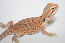 Orange Italian Silkback Poss double het.jpg